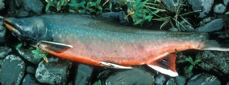 Dolly Varden
