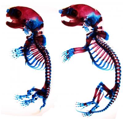 Faster, Cheaper Mutant Mice