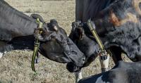 Dairy Cows