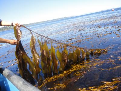 Is Seaweed the Next Biofuel? (2 of 2)