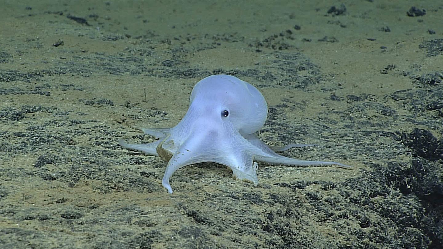 Ghostlike Octopod