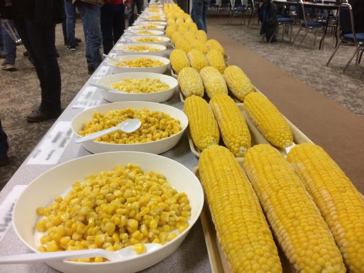 Some Sweet Corn Hybrids Underperform at Current Densities