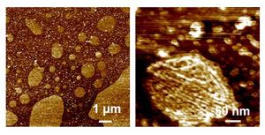 Self-assembled ordered silk fibroin nanofibrils after six-day maturation with silk sericin
