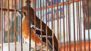Orange-banded Ground-thrush (Geokichla peronii).