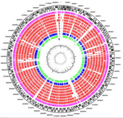 Circular Diagram Comparing the Chromosomes of <I>E. coli</I> Strains