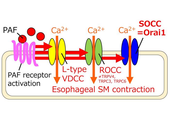 A schematic summary of this study