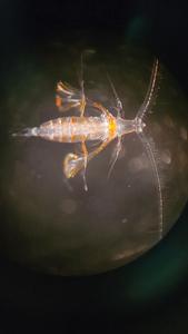 Eucalanidae