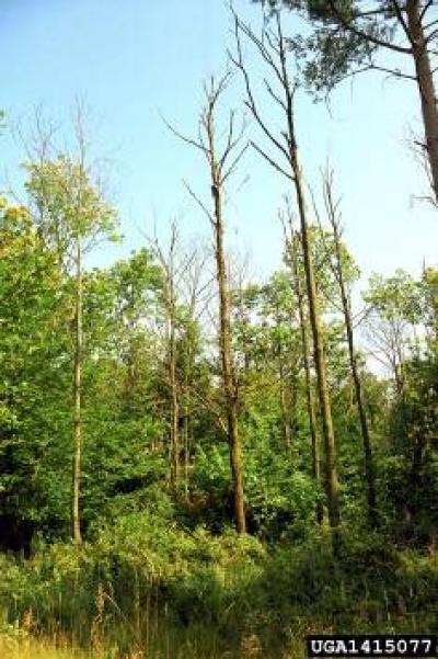 Chestnut Blight