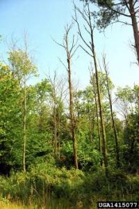 Chestnut Blight