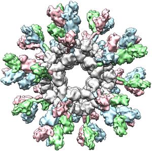 Nanoparticle vaccine strategy could protect against Ebola and other deadly filoviruses