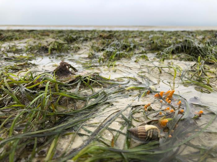 Seagrass meadow with marine life