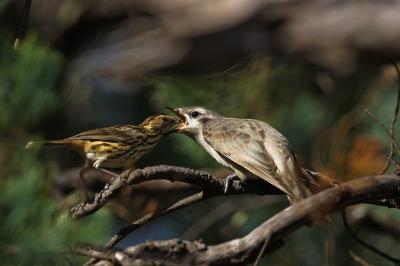 A Role for Parasites in Cooperative Behavior (1 of 2)