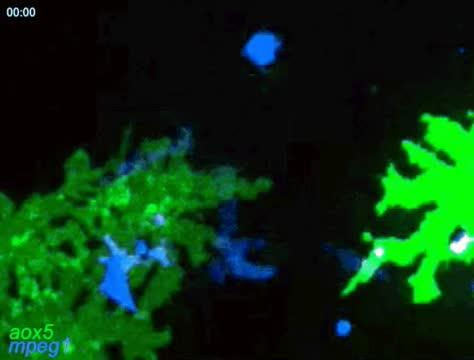 Macrophages with Airineme