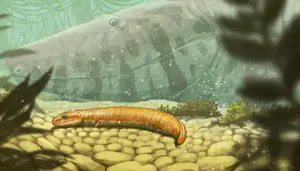 Illustration