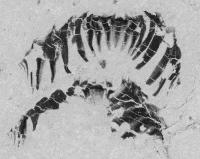 <i>Wiwaxia</i> Mouthparts