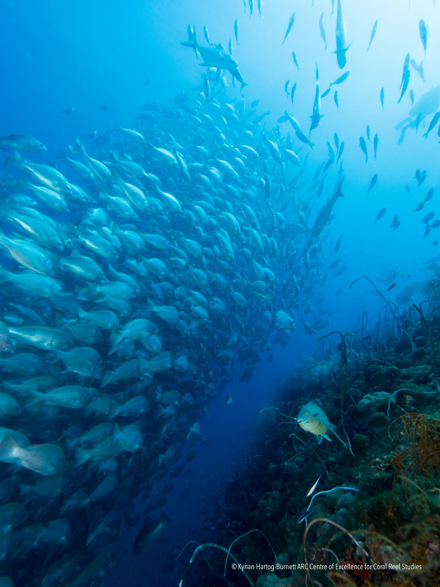 Limited fishing zones support reef conservation