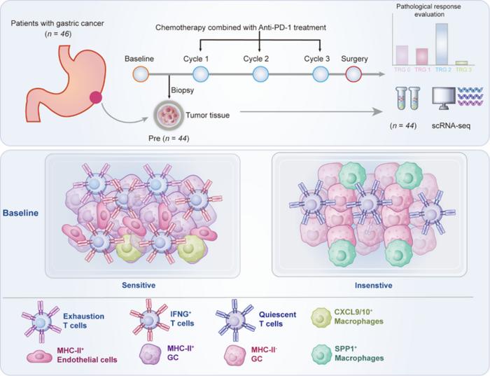 Tumor cells in the treatment-sensitive group of patients specifically upregulated MHC-II (tumor-specific Major Histocompatibility Complex Class II, tsMHC-II) molecules.