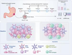 Tumor cells in the treatment-sensitive group of patients specifically upregulated MHC-II (tumor-specific Major Histocompatibility Complex Class II, tsMHC-II) molecules.