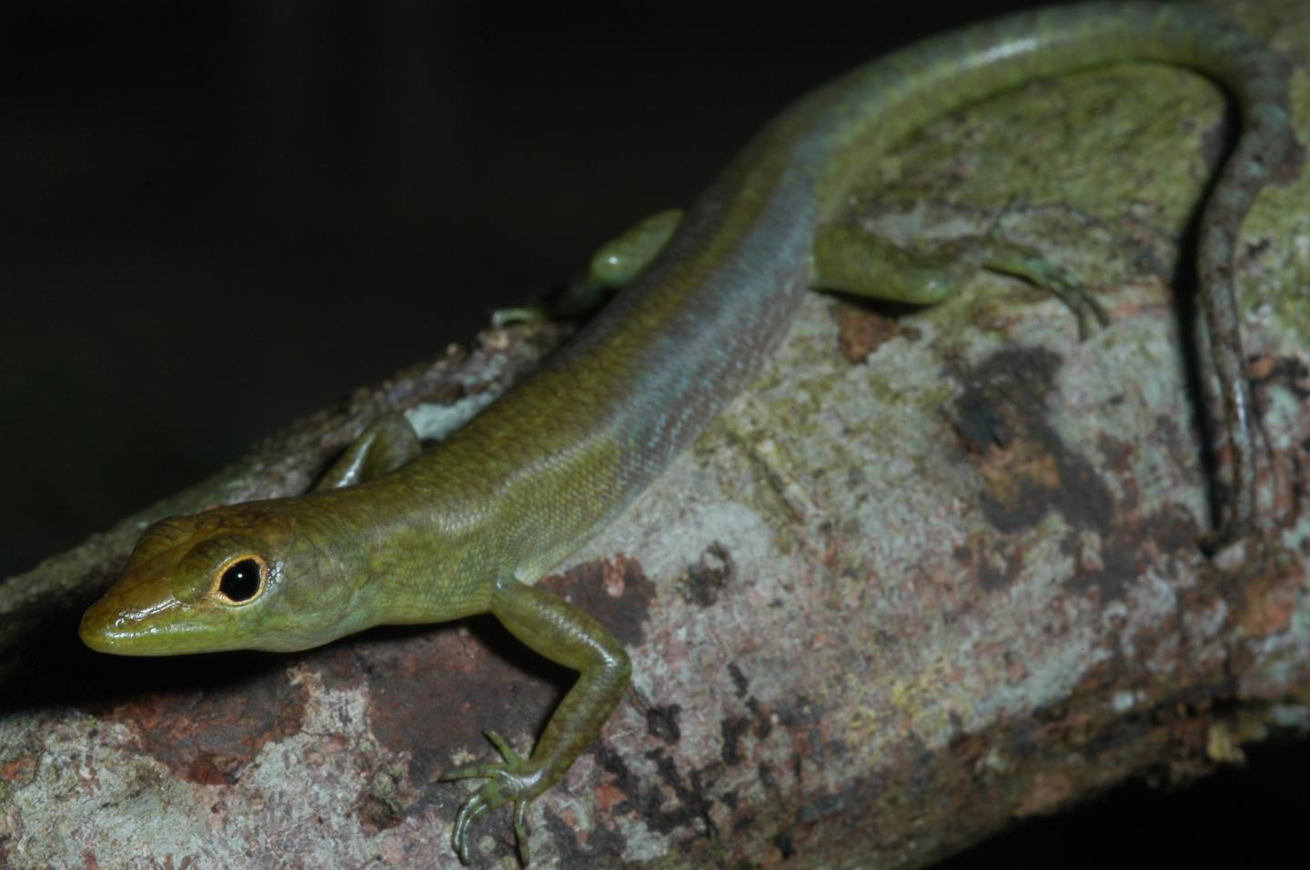 Towards Uncovering the Origin of New Guinea Lizards' Green Blood (3 of 6)