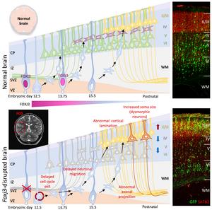 FOXJ3 is essential for proper cell fate determination and cortical lamination in deeper-layer and Layer 4 neurons.