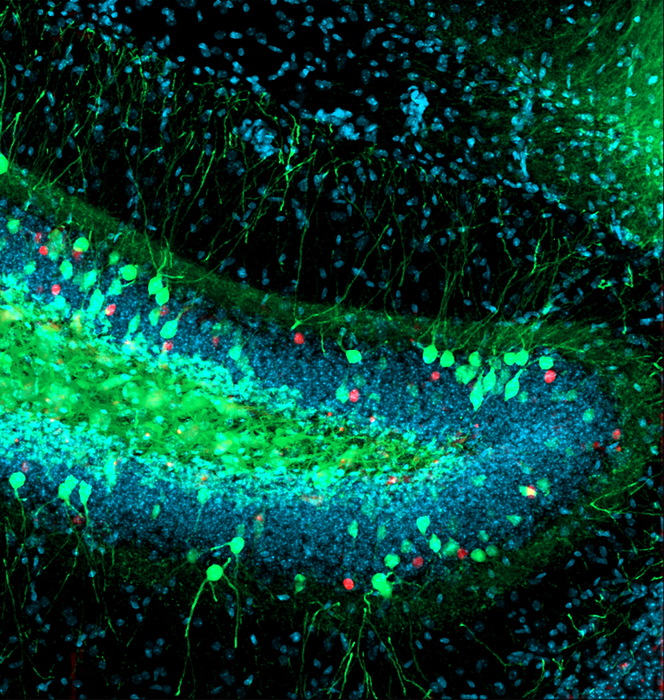 Social transmission of memory