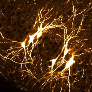 Network of interconnected CA3 pyramidal neurons (young mice)