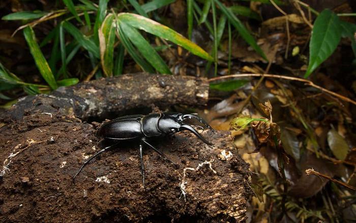 Male of Stag Beetle Prosopocoilus hachijoensis
