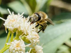Western honeybee (Apis mellifera)