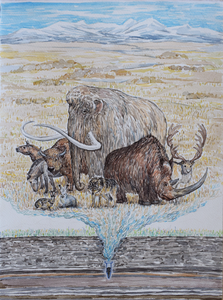 Humans did not cause woolly mammoths to go extinct – climate change did