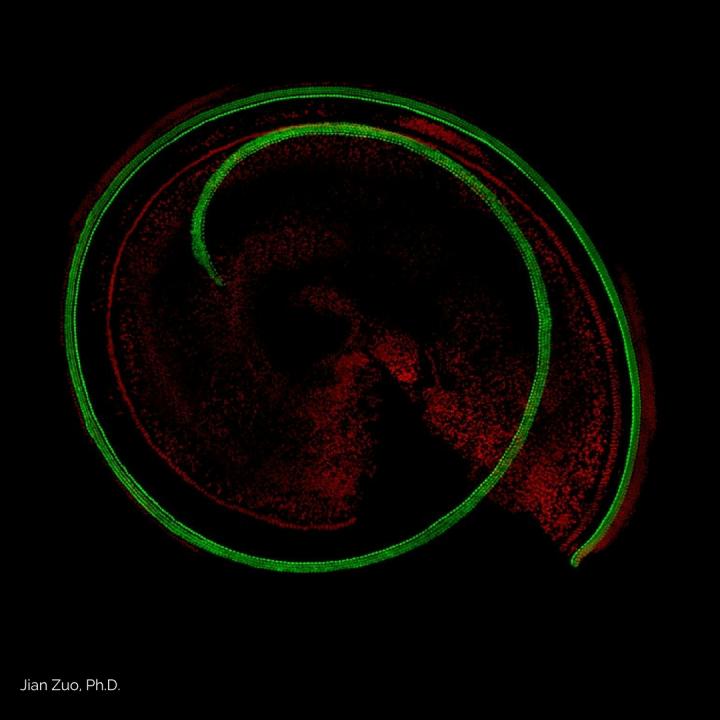 <i>Cell Reports</i>