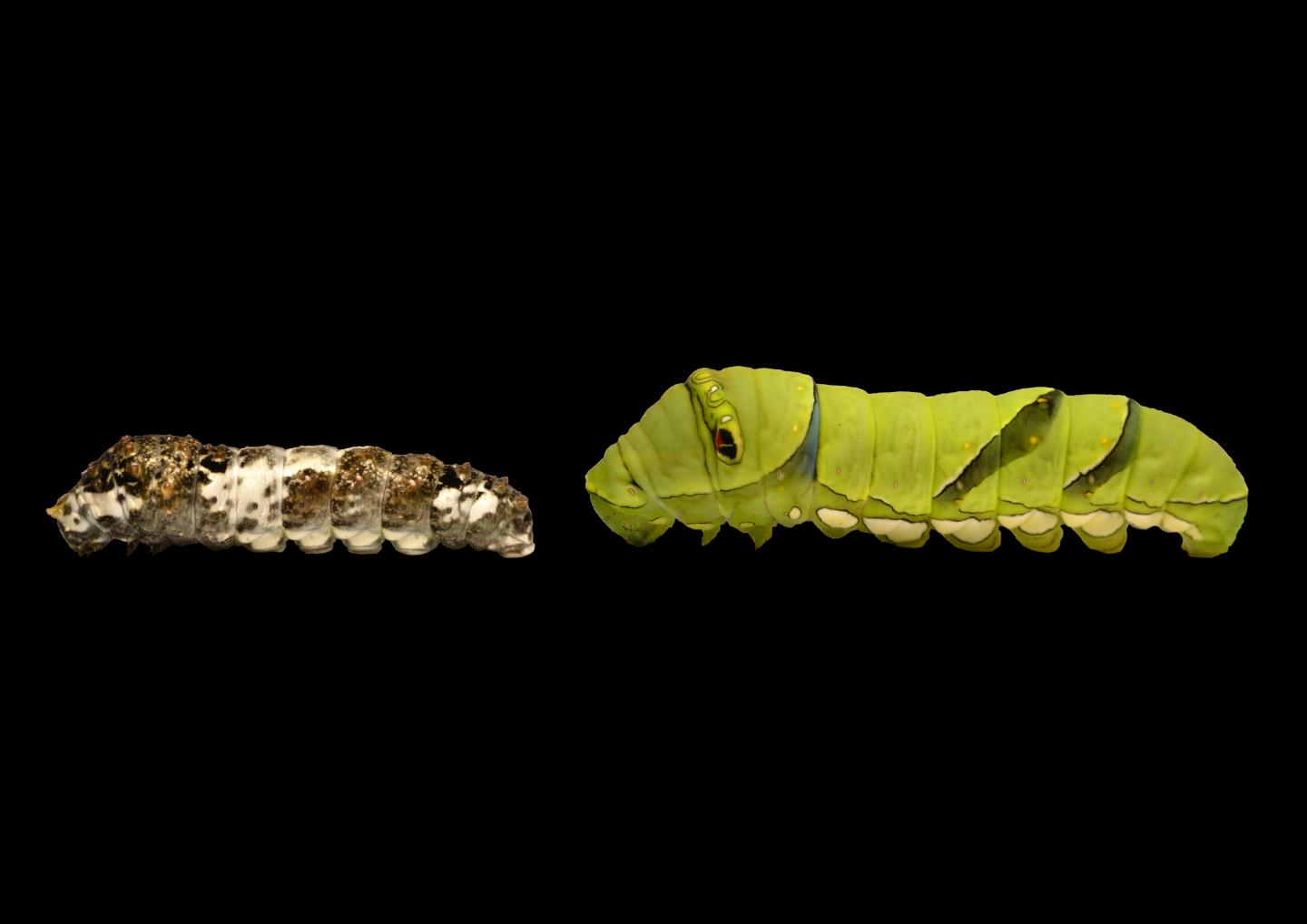 Three Genes Provide Pre-Patterning of Swallowtail Caterpillar Camouflage