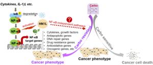 Hypothetical model. Illustrating that HN1L overexpression confers carboplatin resistance via NF-κB activation in OC