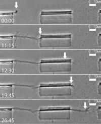 Neuron Growth across Microtube Array