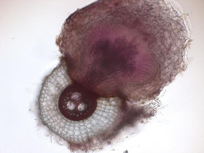 Researchers Identify Microbes That Help Plants Thwart Parasite in Sorghum