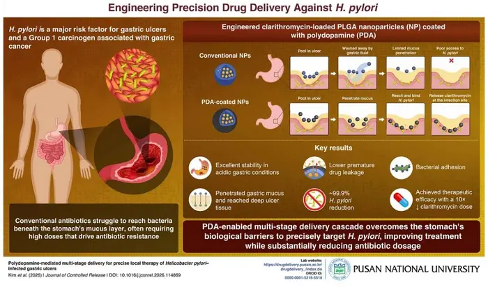 Researchers Advances Targeted Therapy for H. pylori-Infected Gastric Ulcers