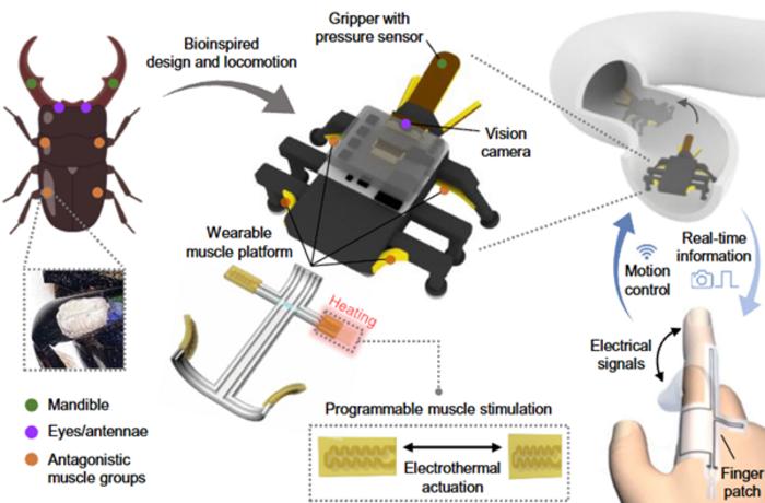 KAIST Develops a Beetle-Inspired Soft Robot That Operates with Artificial Muscles and Sensory Feedback