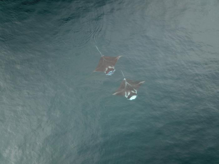 Two manta rays - PNG research