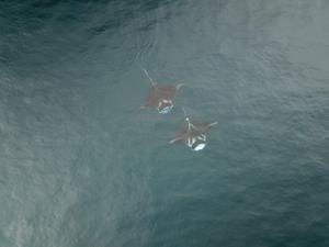 Two manta rays - PNG research