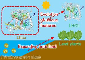 The unique structure of the photosynthetic complex called Lhcp suggests how photosynthetic systems changed as photosynthetic organisms evolved from water to land