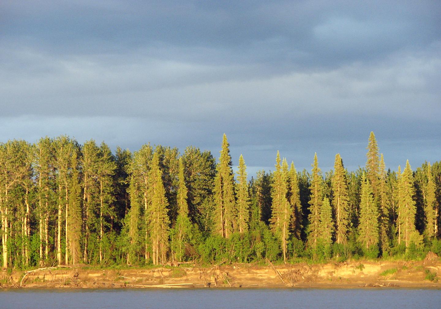 White Spruce 