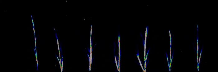 Watching grass grow to discover its mysteries.