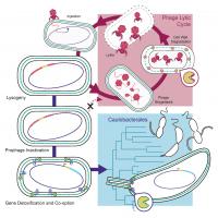 Evolution of Caulobacterales