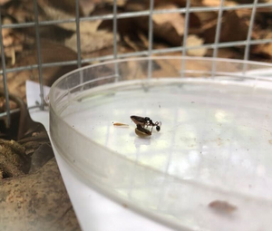Woodland ants