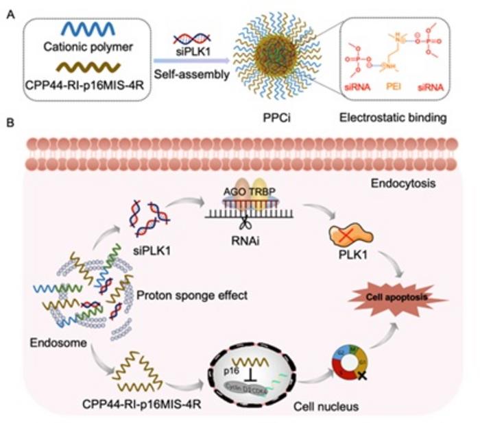 Figure 1: Design, preparation, and therapeutic mechanisms of PPCi NPs