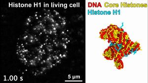 Nucleosome movements in the nucleus