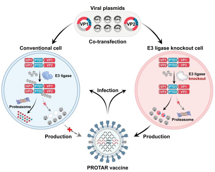 Schematic diagram of the generation principle of PROTAR virus vaccines