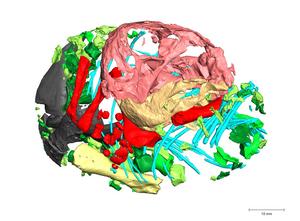 3D reconstruction of the skeleton