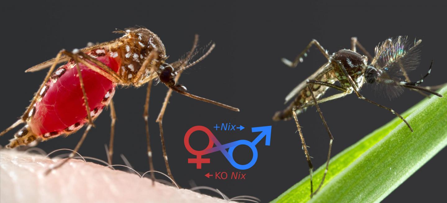 Male-Determining Genetic Switch