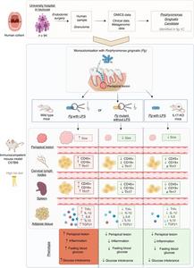 IL-17 Mediates the Impact of Porphyromonas gingivalis on Periapical Inflammation and Systemic Metabolic Dysfunction