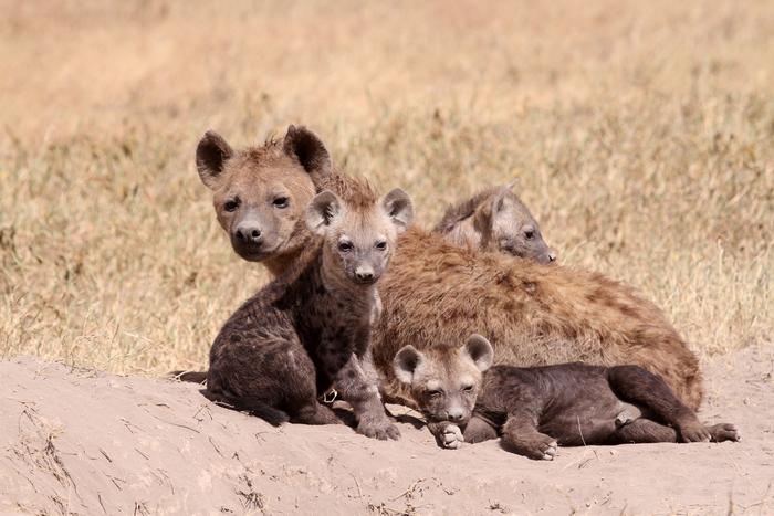 A spotted hyena mother caring for its cubs